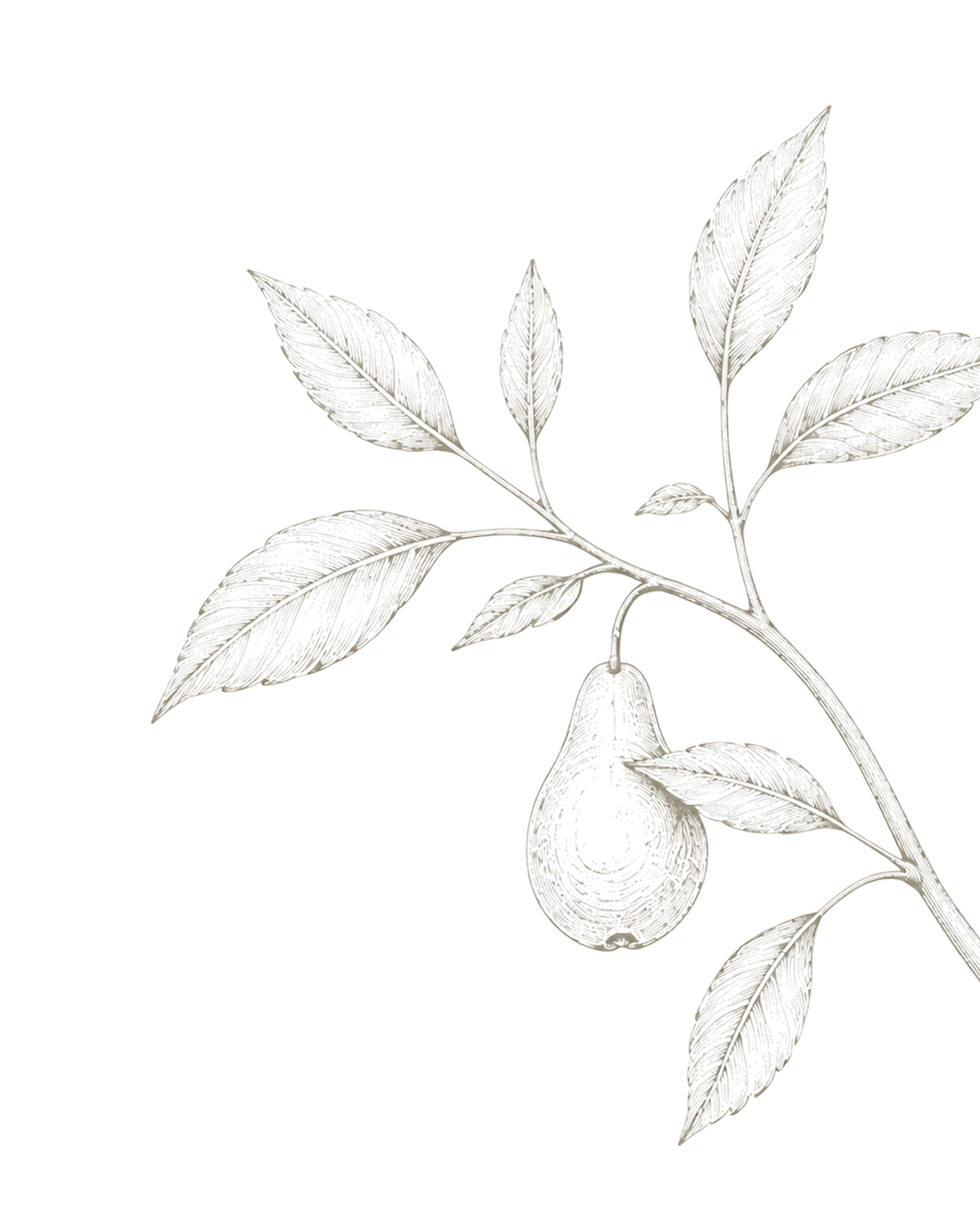 Botanische Birnenzweig-Illustration