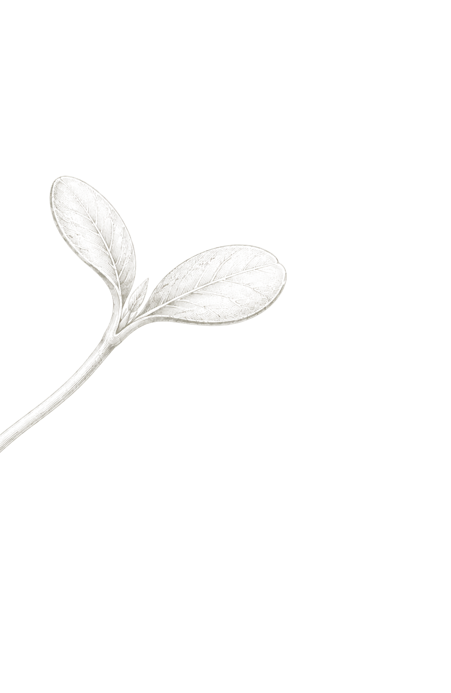 Botanische Keimling-Illustration